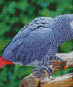 African Gray Parrot Diamond Painting