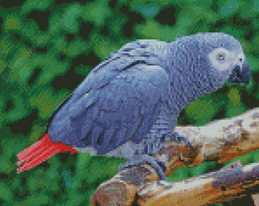 African Gray Parrot Diamond Painting