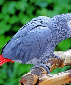 African Gray Parrot Diamond Painting