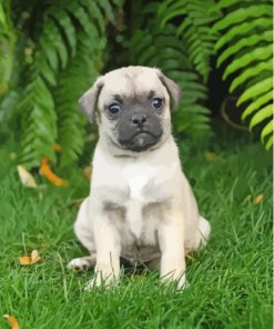 Baby Jug Dog Diamond Painting