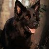 Black German Shepherd Dog Diamond Painting