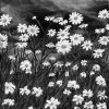 Black And White Daisy Field Diamond Painting