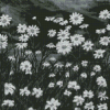 Black And White Daisy Field Diamond Painting