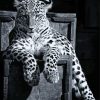 Black And White Panther On Chair Diamond Painting