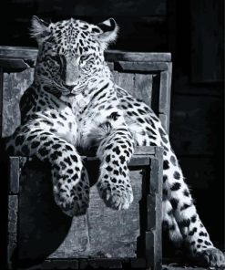 Black And White Panther On Chair Diamond Painting