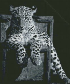 Black And White Panther On Chair Diamond Painting