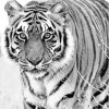 Black And White Tiger Animal Diamond Painting