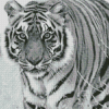 Black And White Tiger Animal Diamond Painting