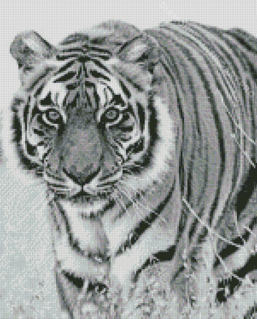 Black And White Tiger Animal Diamond Painting