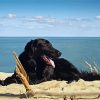 Black Flat Coated Retriever On The Beach Diamond Painting