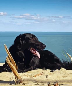 Black Flat Coated Retriever On The Beach Diamond Painting