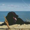 Black Flat Coated Retriever On The Beach Diamond Painting