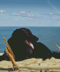 Black Flat Coated Retriever On The Beach Diamond Painting