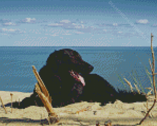 Black Flat Coated Retriever On The Beach Diamond Painting