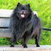 Black Pomeranian On A Bench Diamond Painting