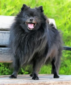 Black Pomeranian On A Bench Diamond Painting