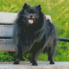 Black Pomeranian On A Bench Diamond Painting