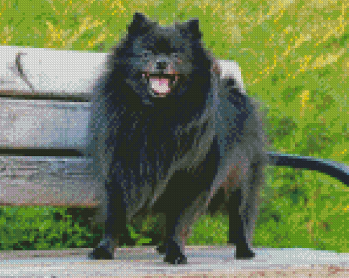 Black Pomeranian On A Bench Diamond Painting