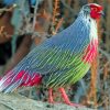 Blood Pheasant Diamond Painting