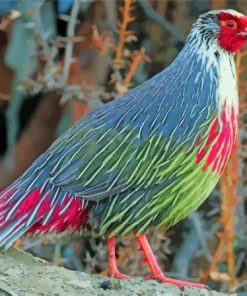 Blood Pheasant Diamond Painting