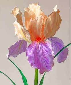 Blooming Bearded Iris Diamond Painting