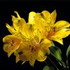 Blooming Yellow Alstroemerias Diamond Painting