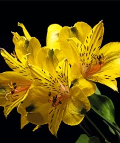 Blooming Yellow Alstroemerias Diamond Painting