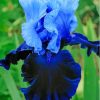 Blue Bearded Iris Diamond Painting