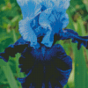 Blue Bearded Iris Diamond Painting