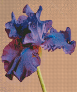 Blue Purple Bearded Iris Diamond Painting