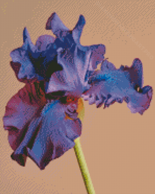 Blue Purple Bearded Iris Diamond Painting