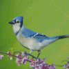 Blue Jay Bird Diamond Painting