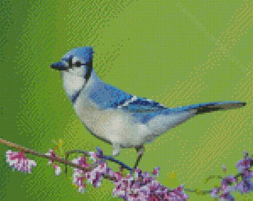 Blue Jay Bird Diamond Painting