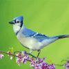 Blue Jay Bird Diamond Painting