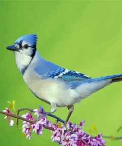 Blue Jay Bird Diamond Painting