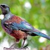 Brown And Blue Tui Bird Diamond Painting