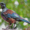 Brown And Blue Tui Bird Diamond Painting