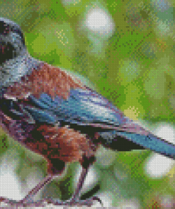 Brown And Blue Tui Bird Diamond Painting