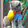 Cat With Yellow Parrot Diamond Painting