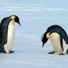 Emperor Penguin Playing Diamond Painting