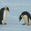 Emperor Penguin Playing Diamond Painting