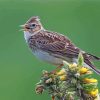 Eurasian Skylark Bird Diamond Painting