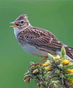 Eurasian Skylark Bird Diamond Painting