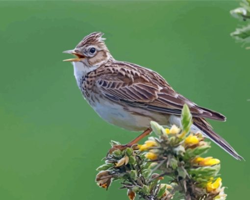 Eurasian Skylark Bird Diamond Painting