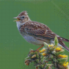 Eurasian Skylark Bird Diamond Painting