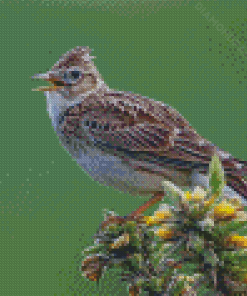 Eurasian Skylark Bird Diamond Painting