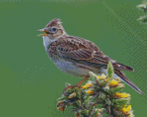 Eurasian Skylark Bird Diamond Painting