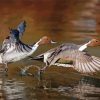 Flying Waterfowls Diamond Painting