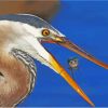 Heron And Fish Animals Diamond Painting