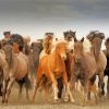 Icelandic Pony Horses Herd Diamond Painting